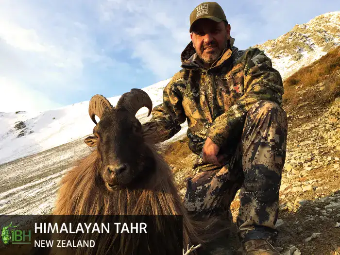 himalayan-tahr