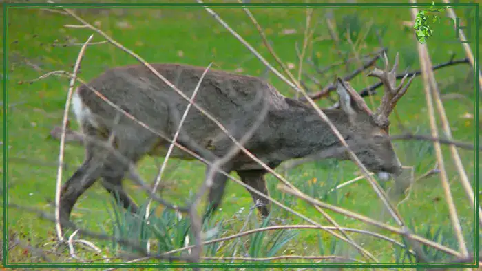 hunt-roe-deer-in-Spain