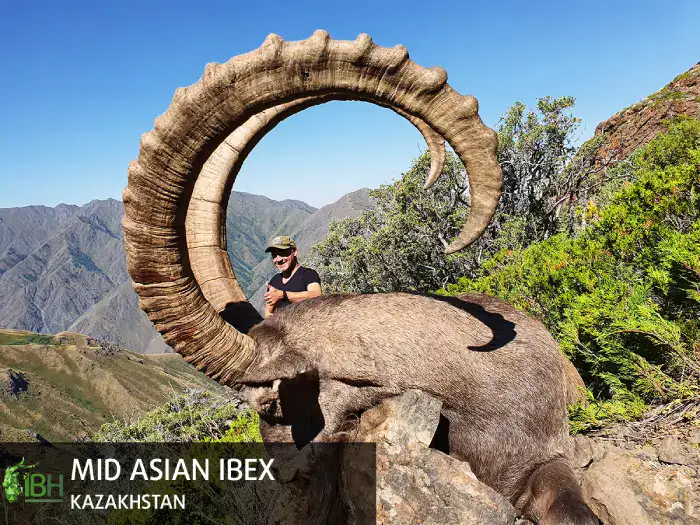 mid-asian-ibex