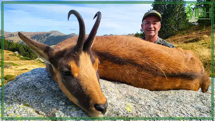 pyrenean-chamois-hunt-spain