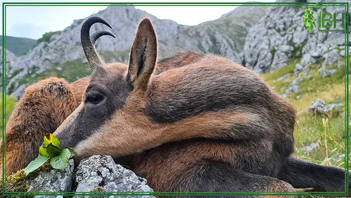 pyrenean-chamois-spain