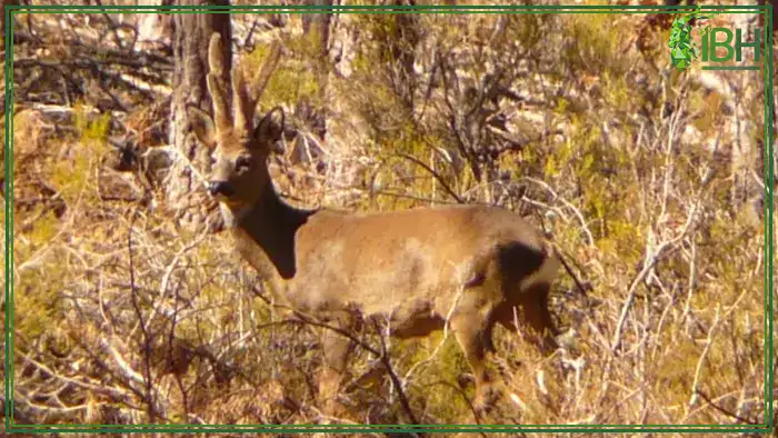 roe-deer-in-Spain-hunt