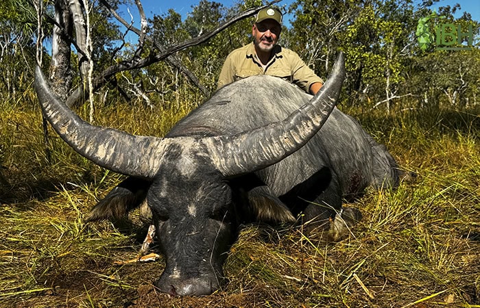 water-buffalo-Australia-hunt_iberhunting_1