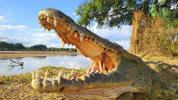 zambia-hunting-2022-12