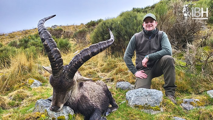 Gredos-ibex-in-north-Spain (1)