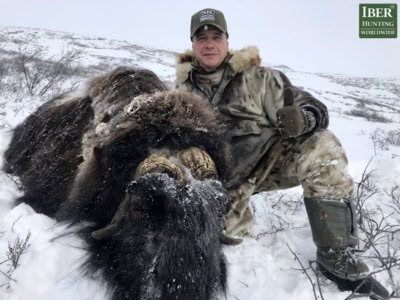 Hunt-Muskox-in-Greenland-400x300