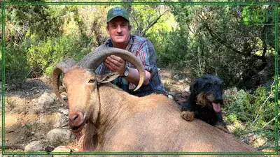 Hunting-aoudad-sheep-in-Spain-400x225 (1)