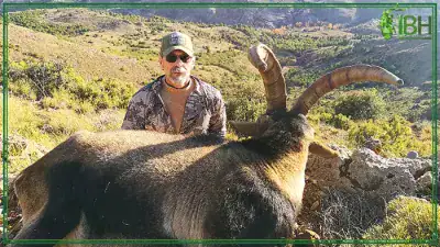 Hunting-in-Spain-Southeastern-ibex-400x225