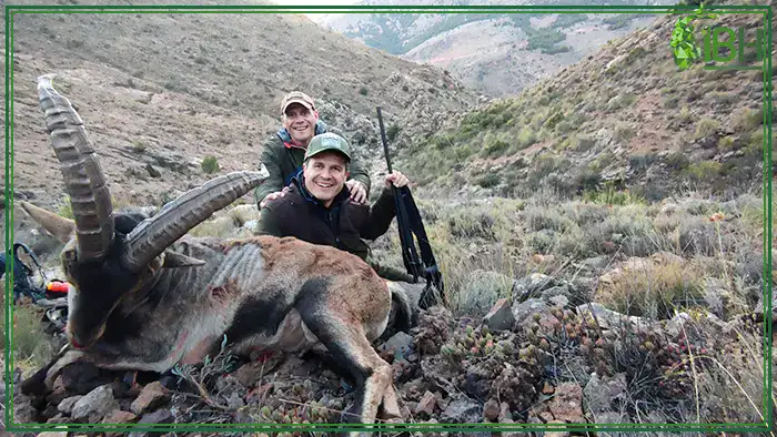 Southeastern-ibex-hunting-trophy-spain