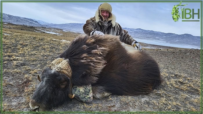 muskox-hunt (1)
