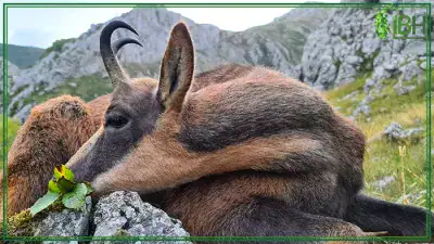 pyrenean-chamois-spain-400x225 (2)